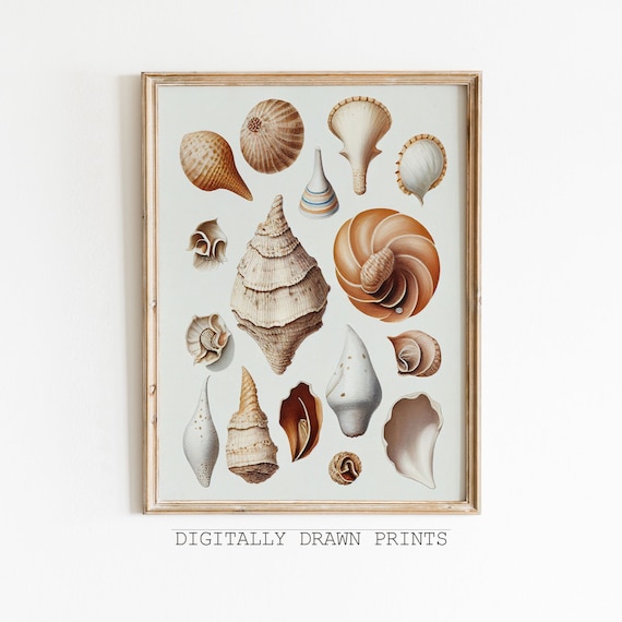 Vintage Seashell Illustration Chart Nautical Coastal Shell Beach House Poster