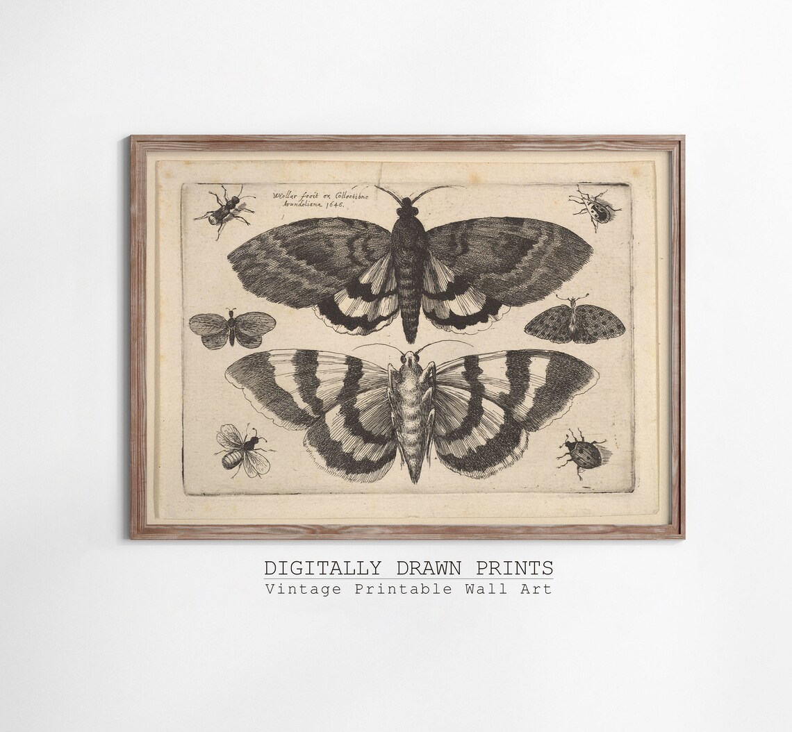 Halloween Antique Butterfly Drawing Dark Academia Print - Image 3