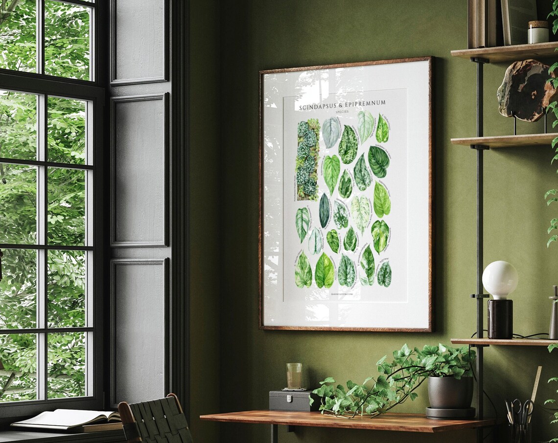 Scindapsus Epipremnum Species Pothos Leaf Chart Watercolor Poster - Image 4