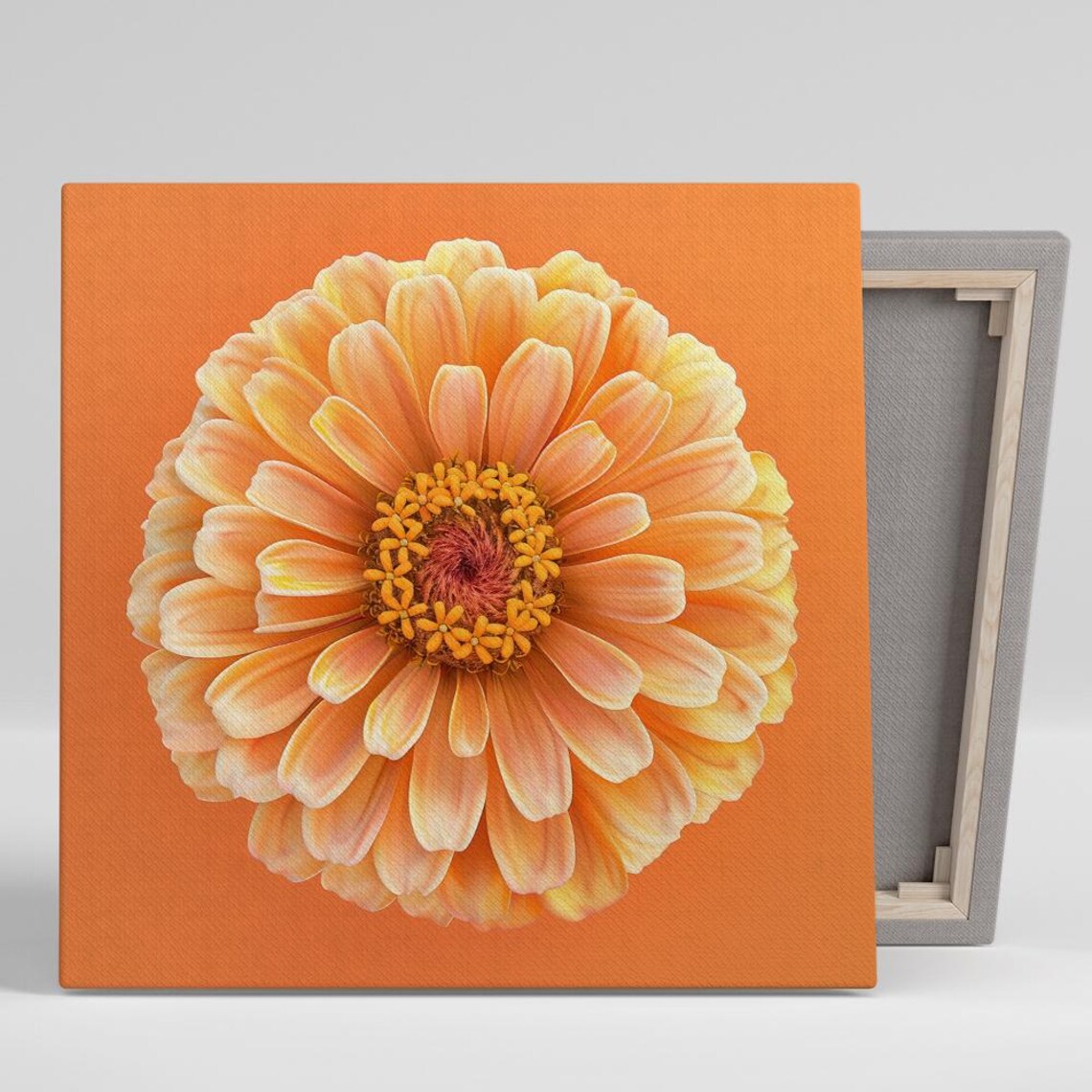 Peach Orange Zinnia Bloom Detailed Digital Art Floral Close Up Poster