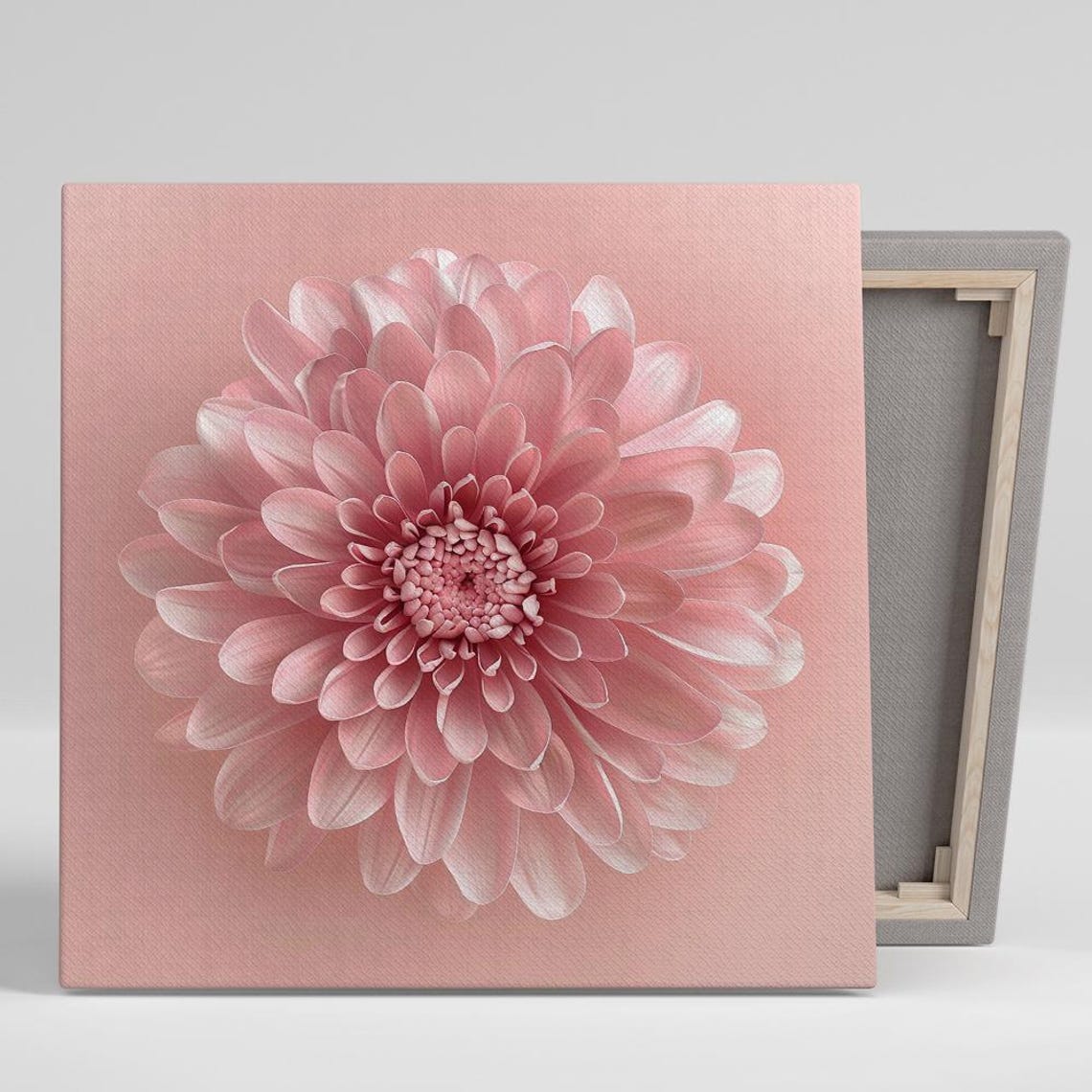 Blush Pink Chrysanthemum Bloom Macro Close Up Minimalist Floral Poster