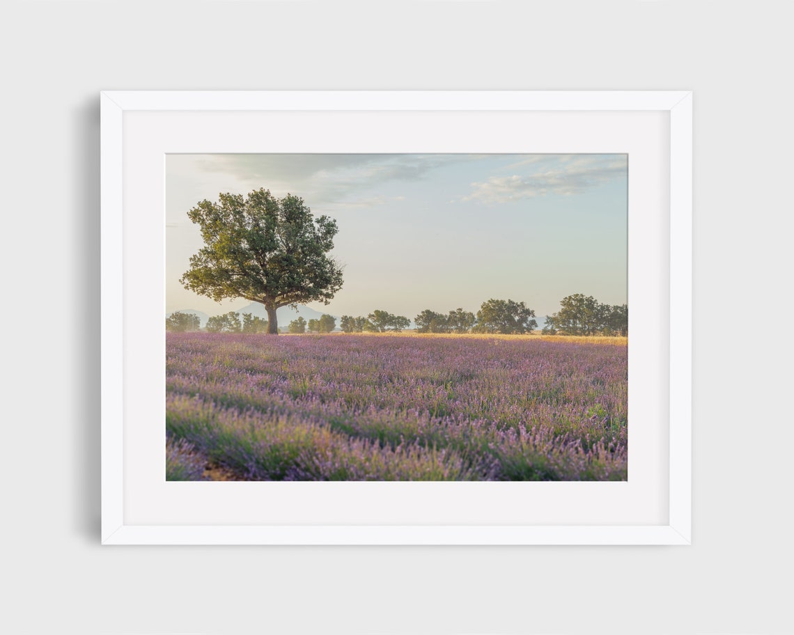 Lavender Field Photo, Provence Travel Photo