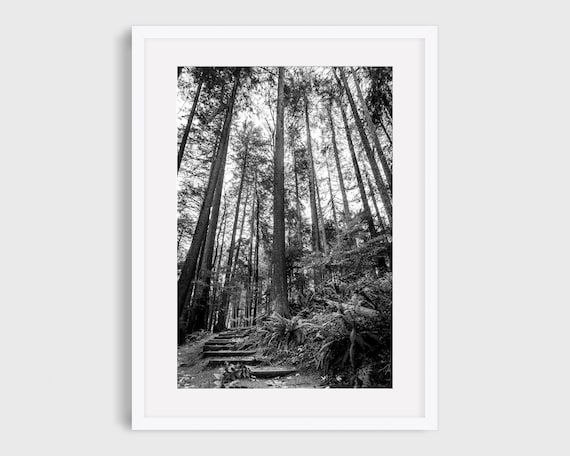 Portland Nature Photography, Pacific Northwest Forest