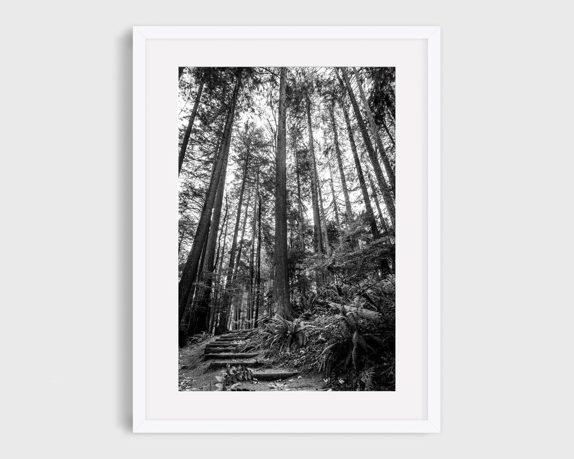 Portland Nature Photography, Pacific Northwest Forest