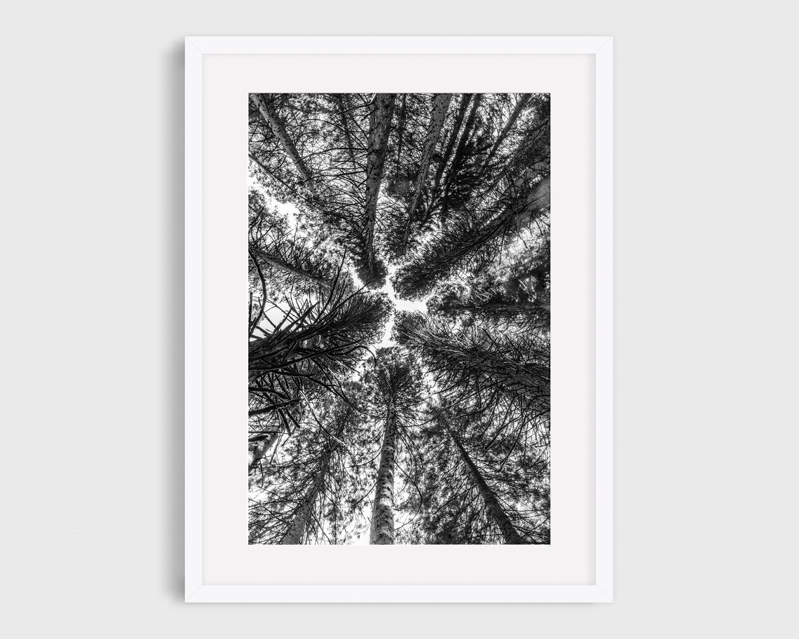Portland Photography, Pacific Northwest Forest Art Print