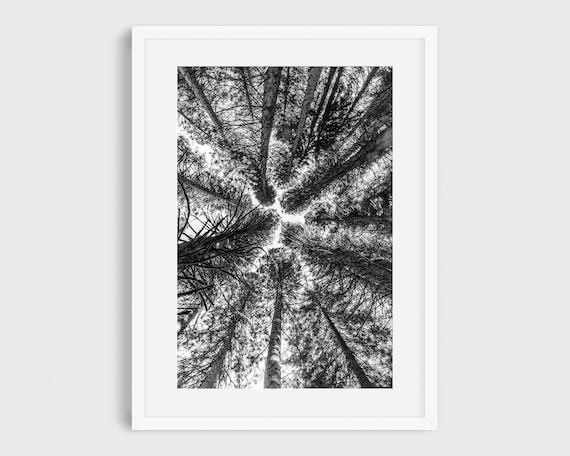 Portland Photography, Pacific Northwest Forest Art Print