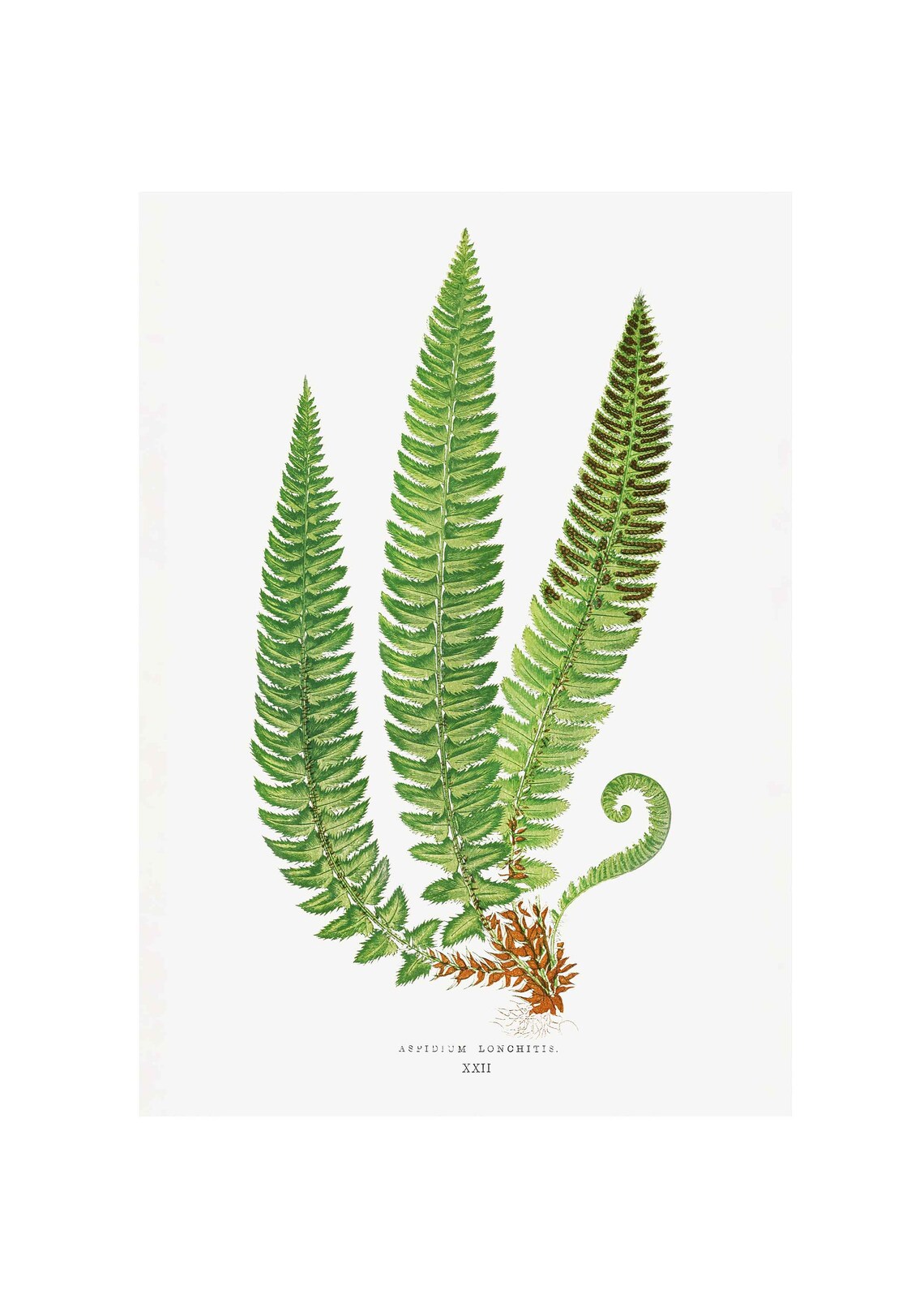 Aspidium Lonchitis, Vintage Botanical Art Print