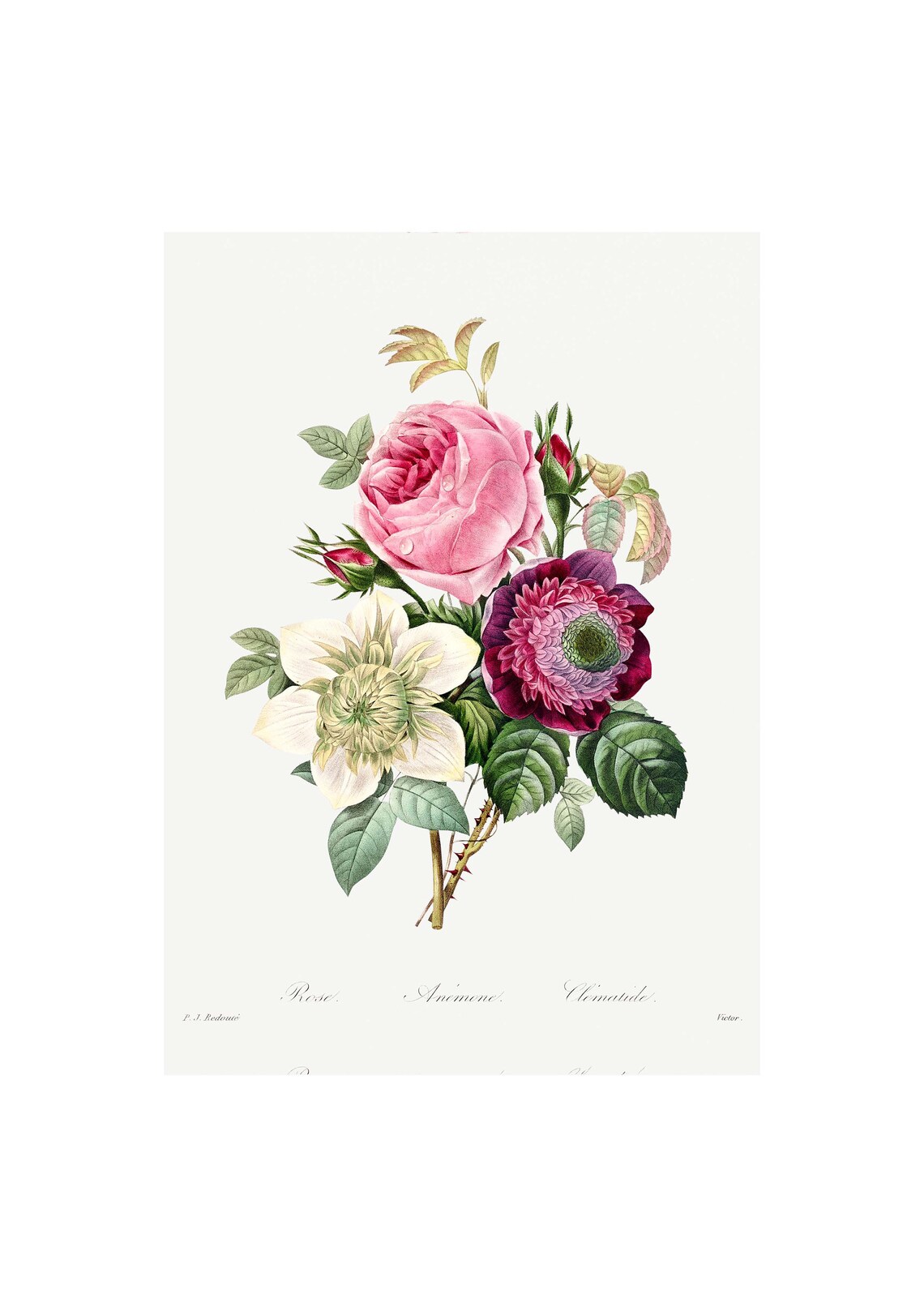 Rose Anemone Clematis Antique Lithograph, Botanical Art Print