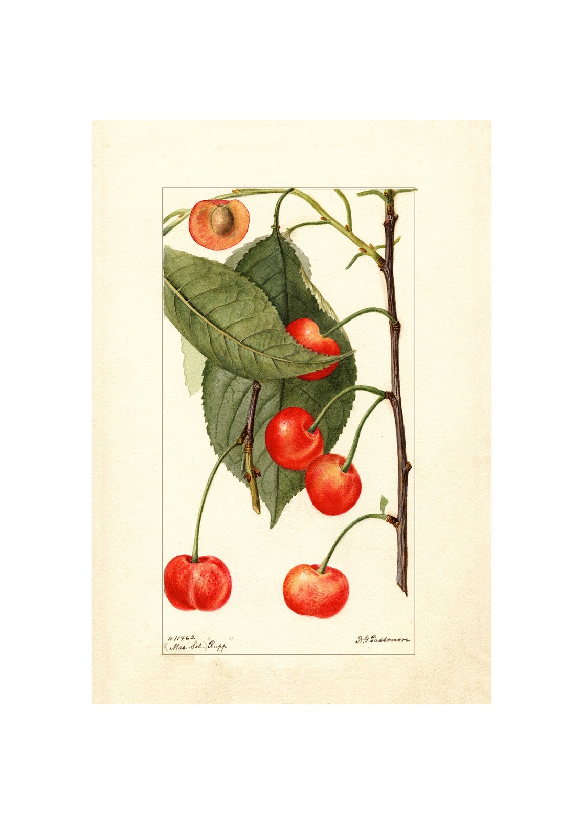 Pomological Watercolor Collection Sweet Cherry C 1886 1916 Giclee Fine Art Print Framedunframedcanvas