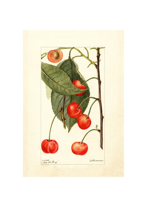Pomological Watercolor Collection Sweet Cherry C 1886 1916 Giclee Fine Art Print Framedunframedcanvas