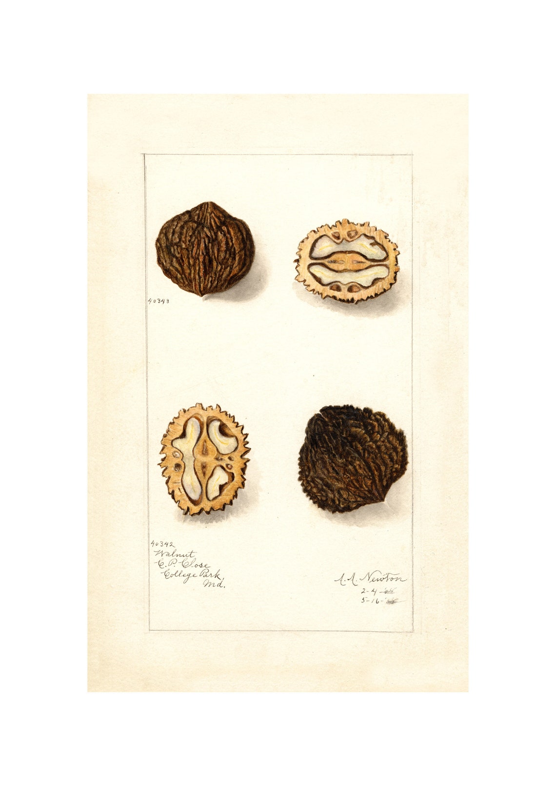 Walnut Whole and Cross Section Pomological Watercolor Poster