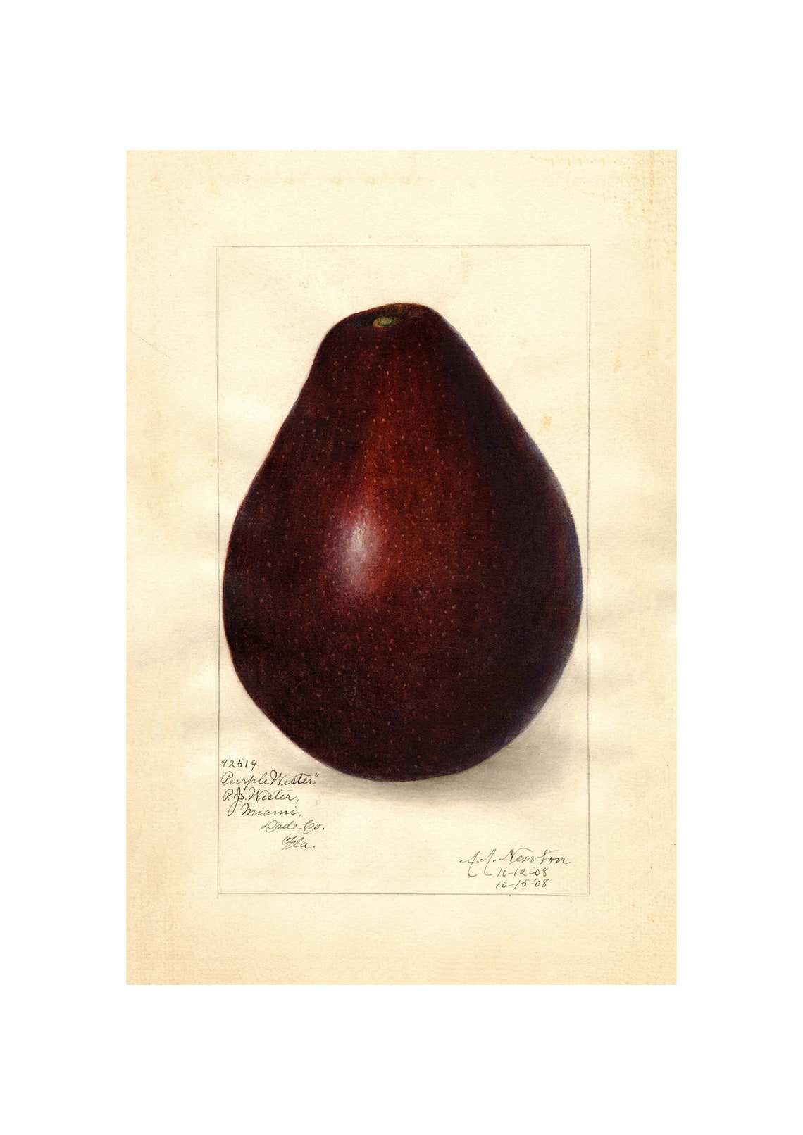 Purple Wester Avocado Watercolor Antique Botanical Fruit Poster