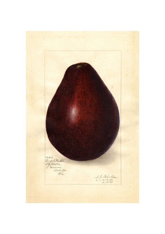 Pomological Watercolor Collection Avocado C 1886 1916 Giclee Fine Art Print Framedunframedcanvas