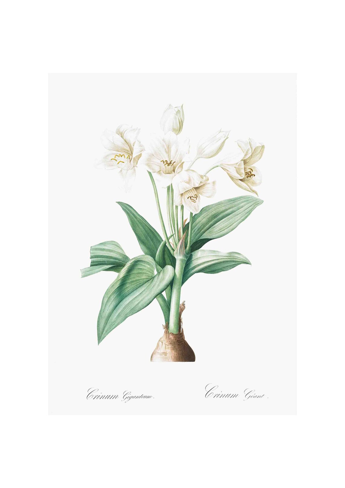 Elegant Crinum Giganteum White Lily Vintage Botanical Art Poster