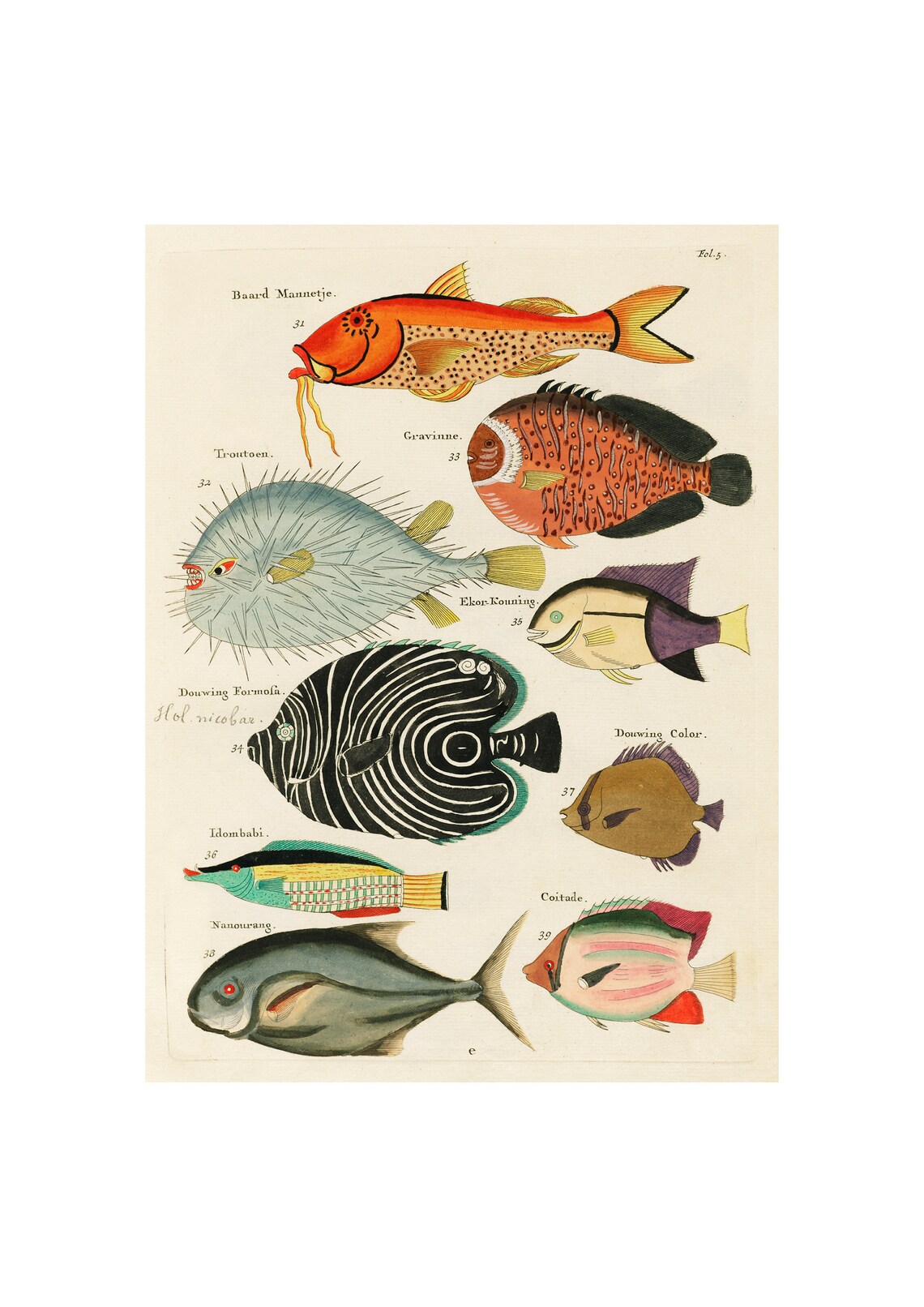 Louis Renards Fish Folio 5, Sea Life Art Print