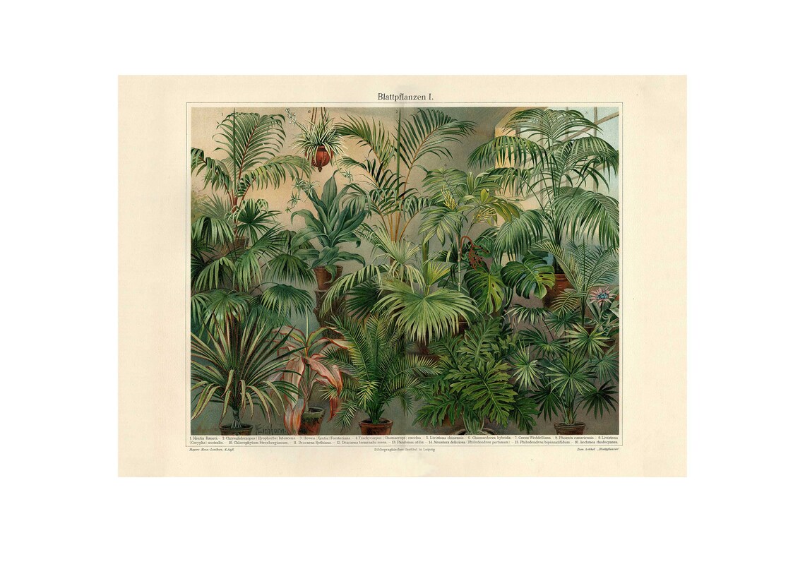 Houseplants Antique Lithograph, Vintage Botanical Art Print