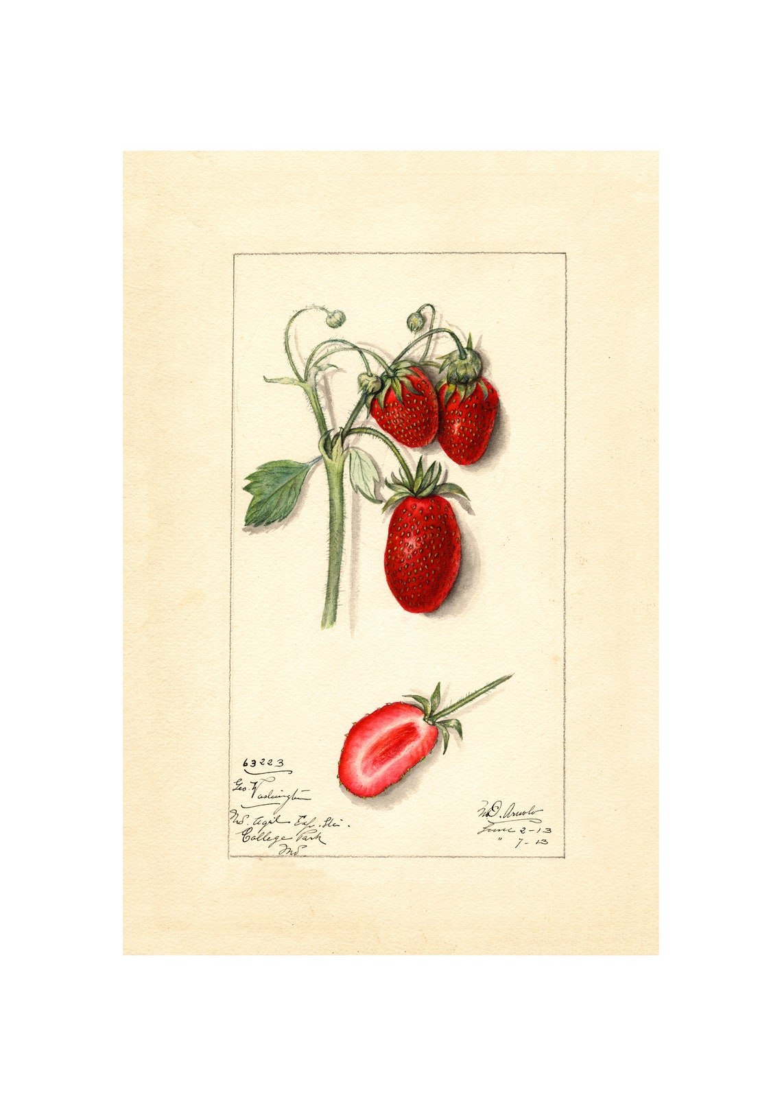 Strawberries Pomological Watercolor Antique Fruit Study Poster