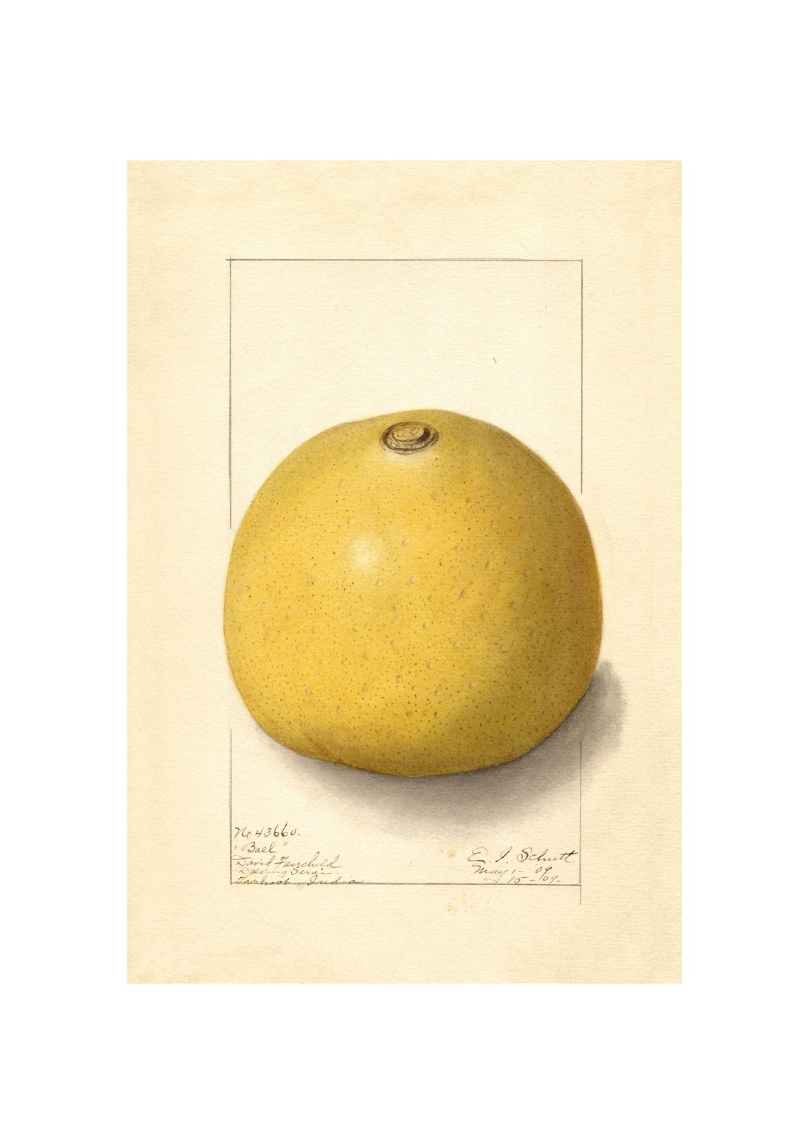 Grapefruit Antique Pomological Watercolor 1909 Botanical Fruit Poster
