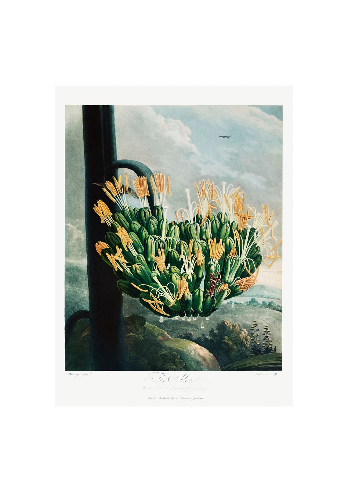 Aloe Antique Lithograph by Robert Thornton