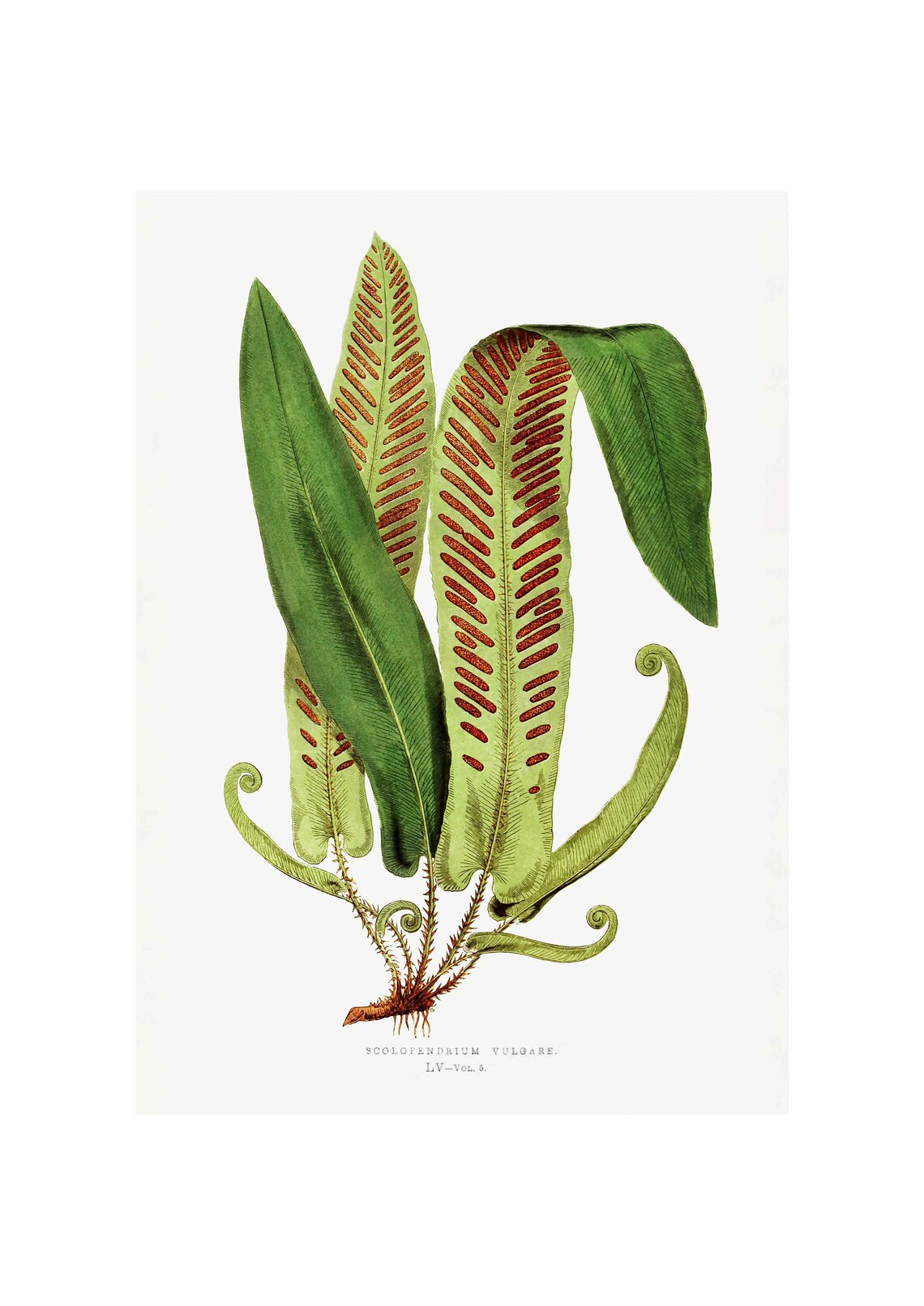 Asplenium Vulgare Vintage Botanical Art Print