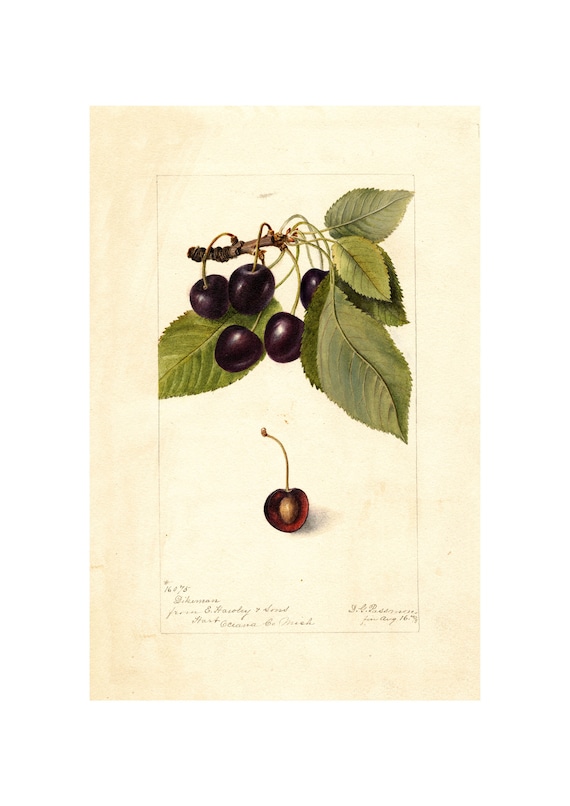 Pomological Watercolor Collection Wild Cherry C 1886 1916 Giclee Fine Art Print Framedunframedcanvas