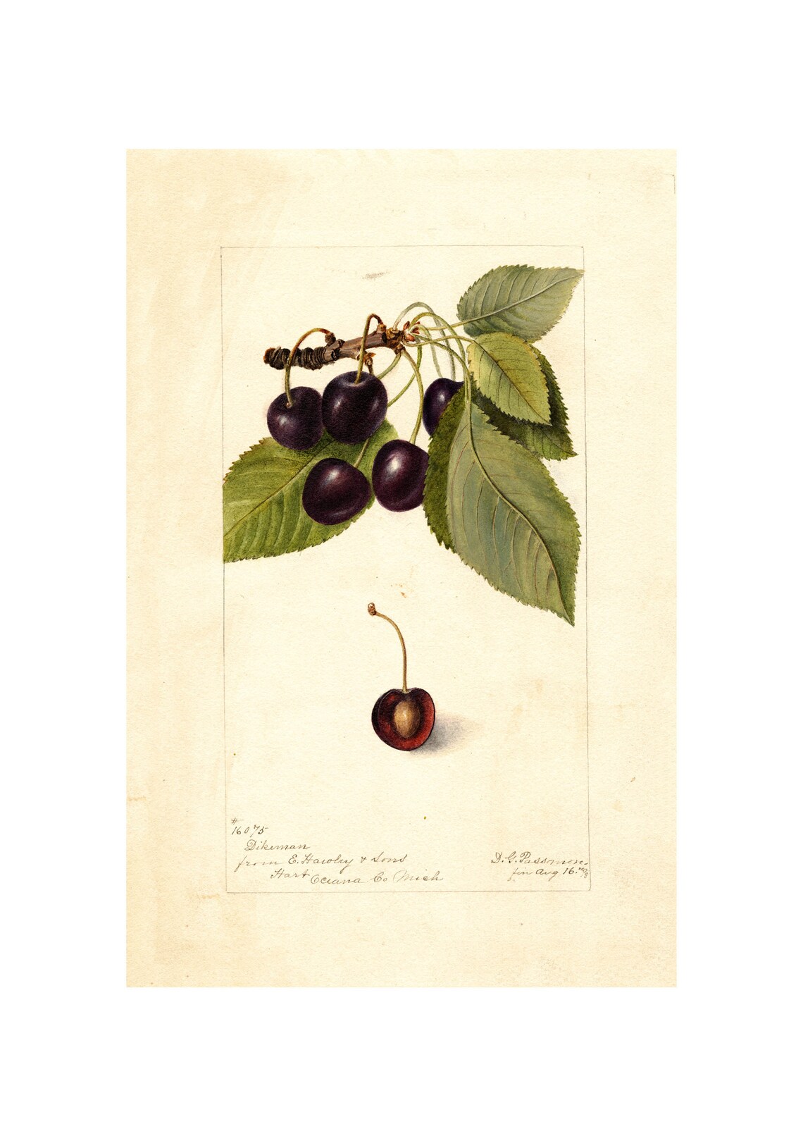 Pomological Watercolor Collection Wild Cherry C 1886 1916 Giclee Fine Art Print Framedunframedcanvas