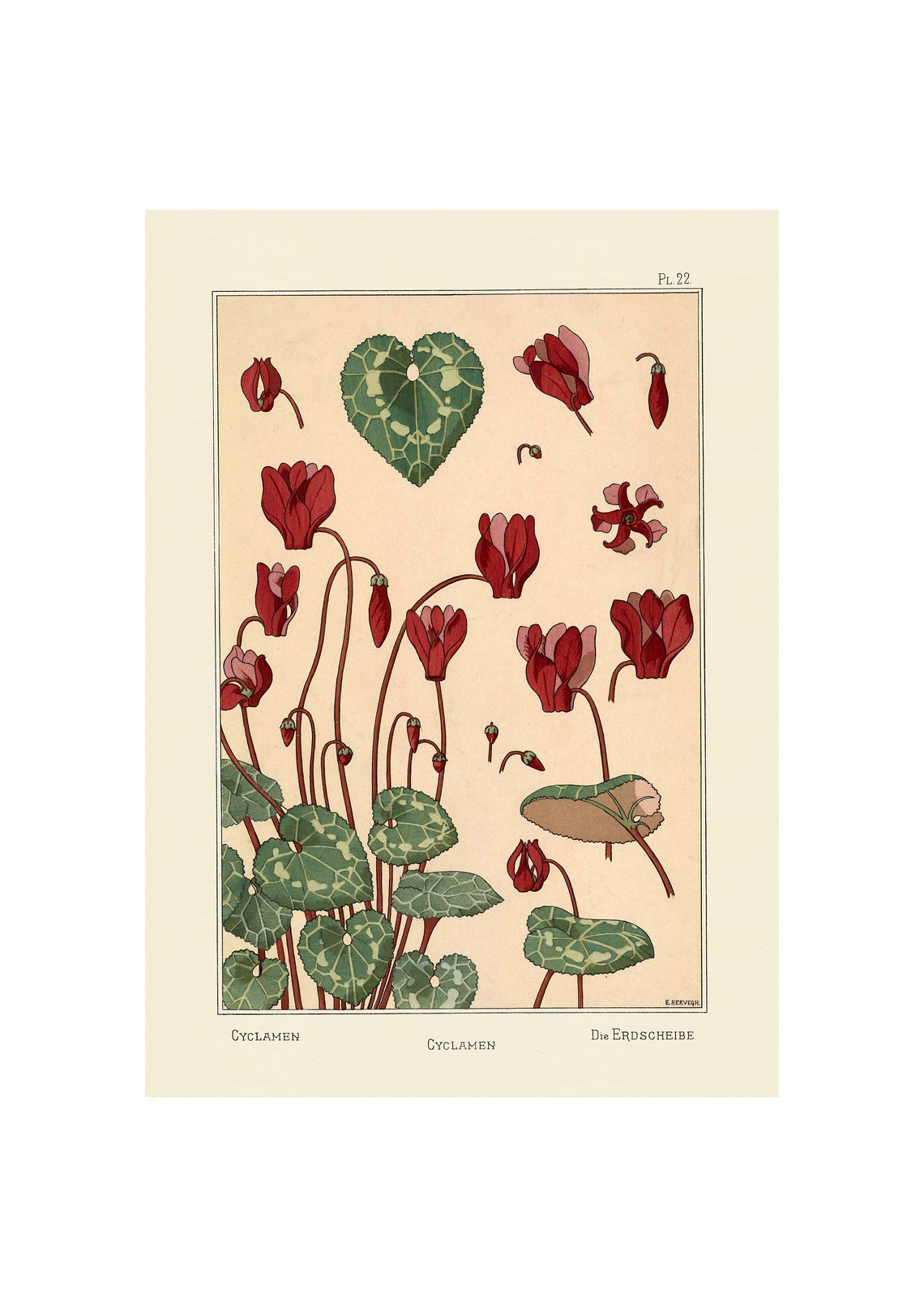 Art Nouveau Red Cyclamen Botanical Study Illustration Poster