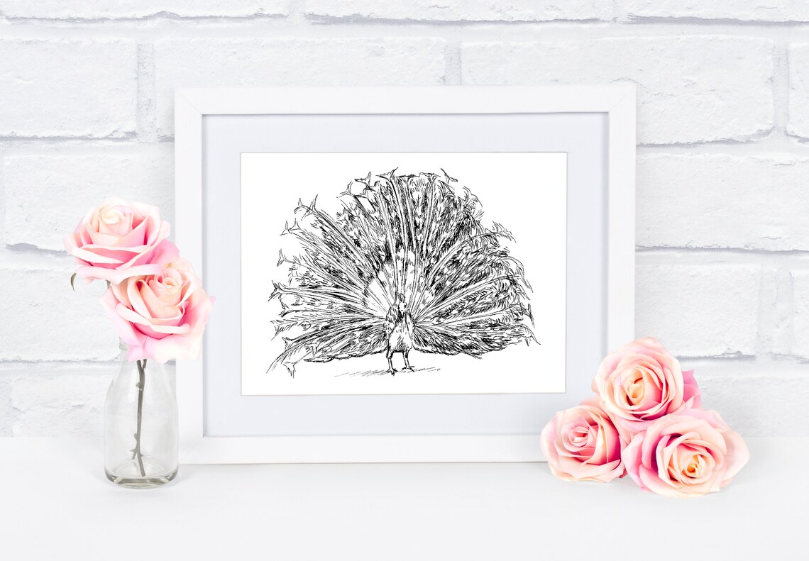 Peacock Black And White Sketch Feathers Fanned Ink Drawing Line Poster