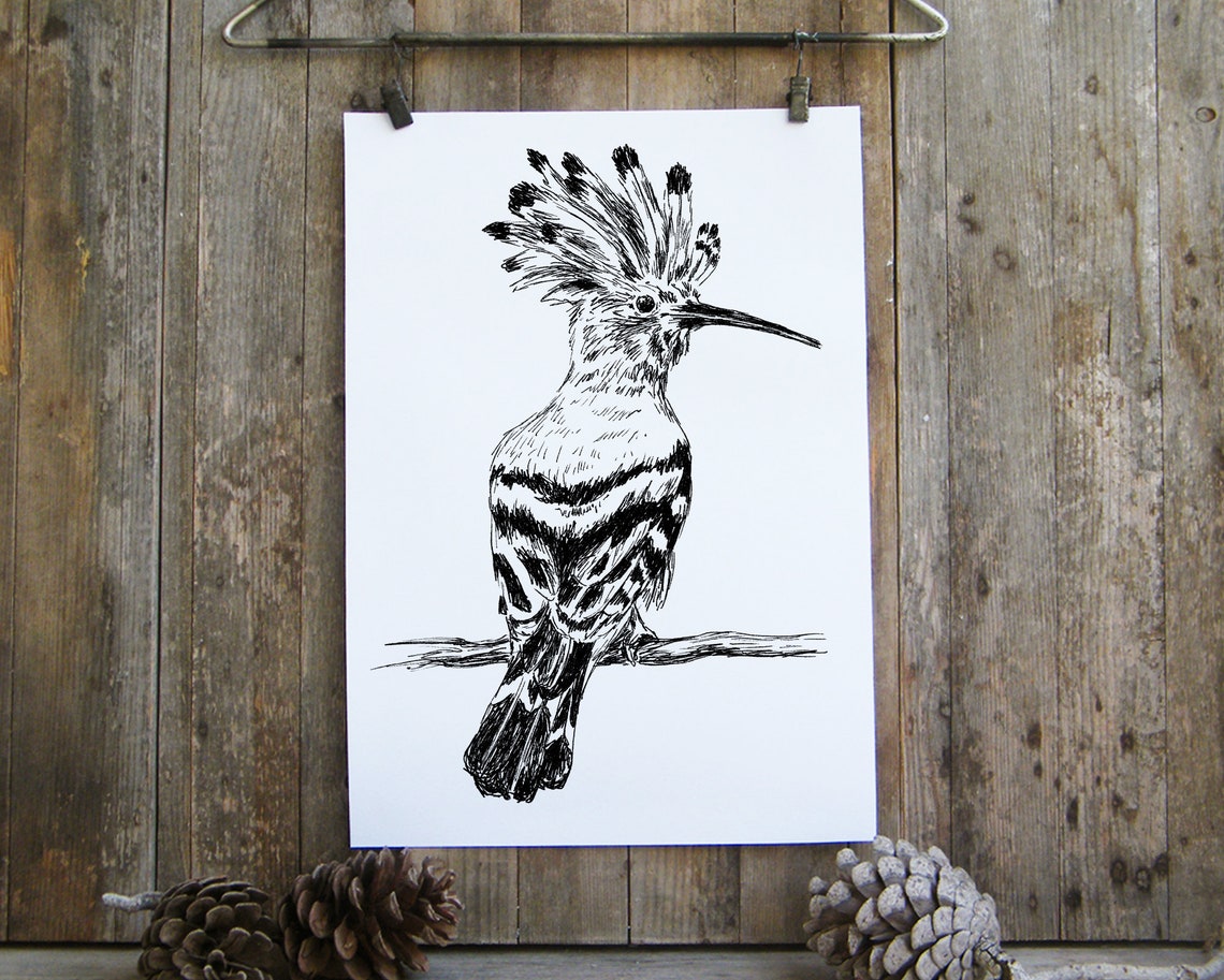 Hoopoe Bird Crested Long Beak Ink Sketch Birdwatcher Wall Art - Image 4