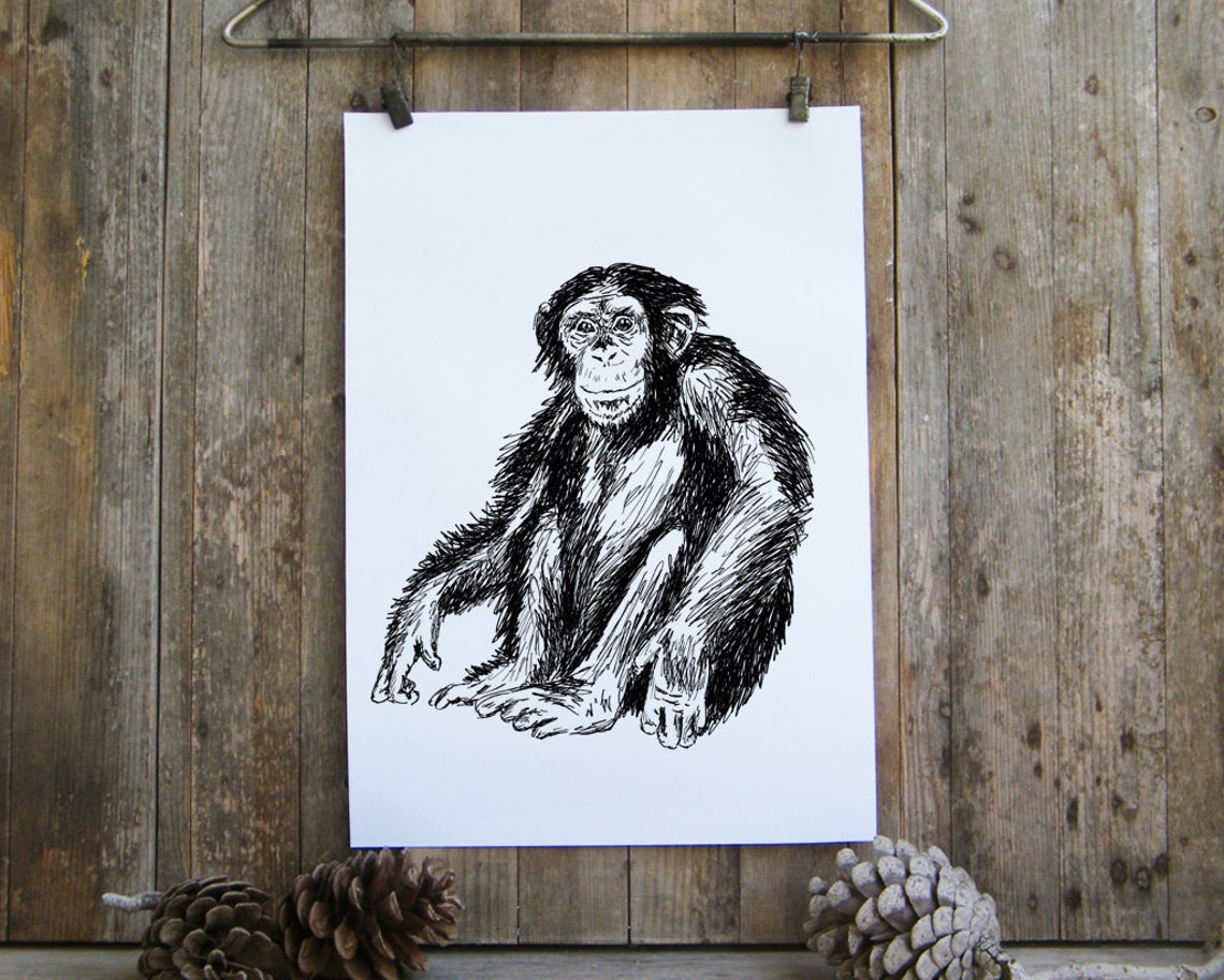 Chimpanzee Black And White Ink Sketch Wildlife Portrait Minimal Poster - Image 4