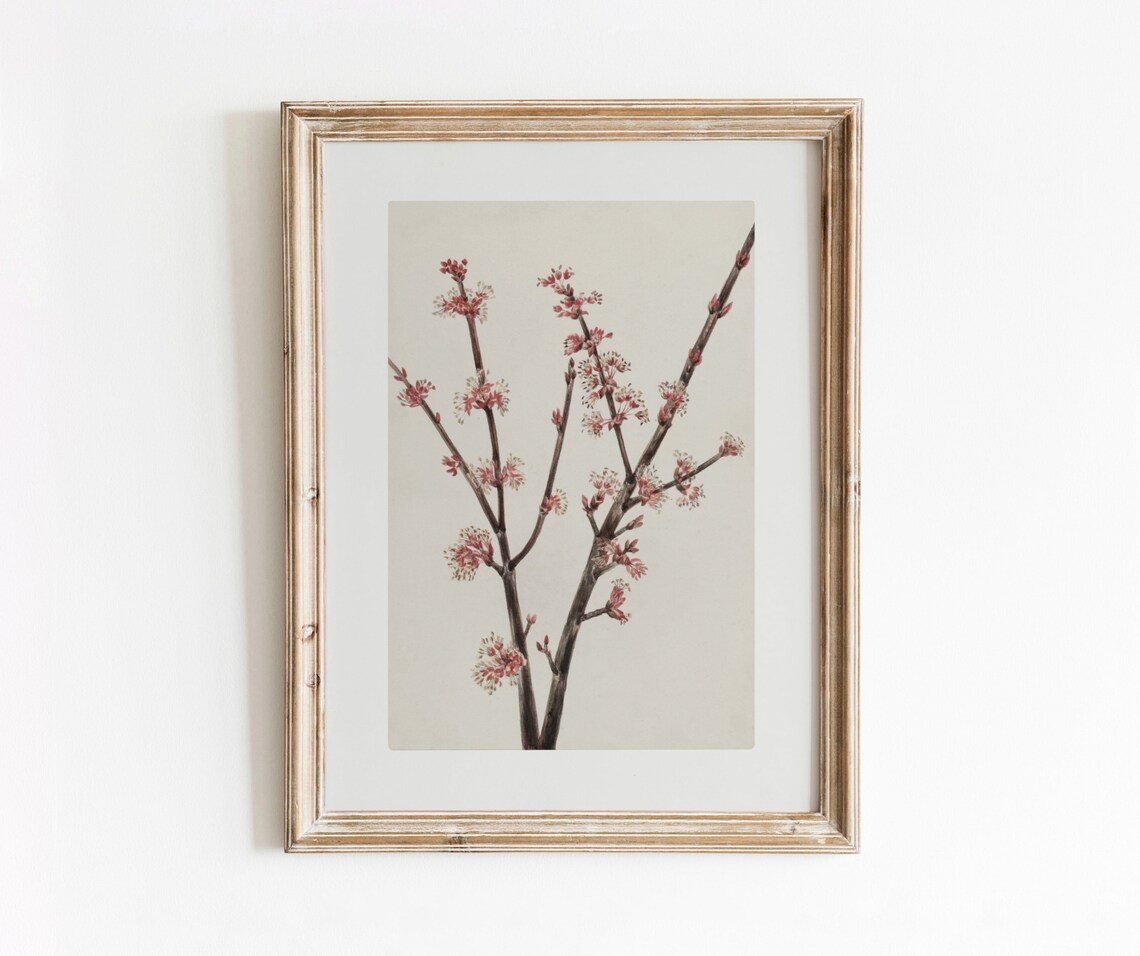 Red Maple Blossoms Vintage Botanical Art Print