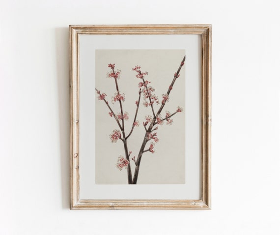 Red Maple Blossoms Vintage Botanical Art Print