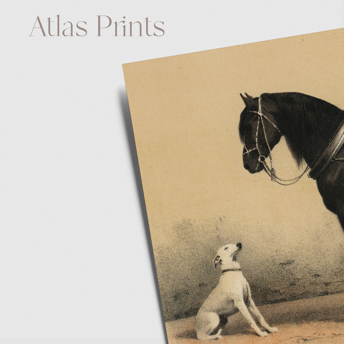 Noble Black Horse With White Dog Vintage Equestrian Wall Art - Image 5