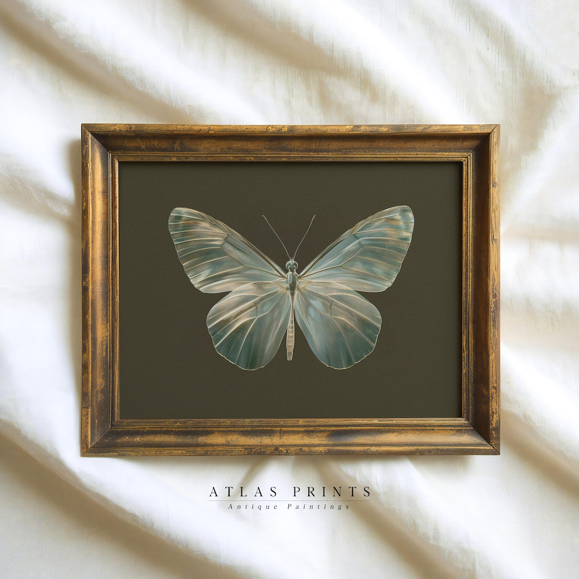 Pale Blue Butterfly Dark Olive Antique Style Vintage Insect Poster - Image 2