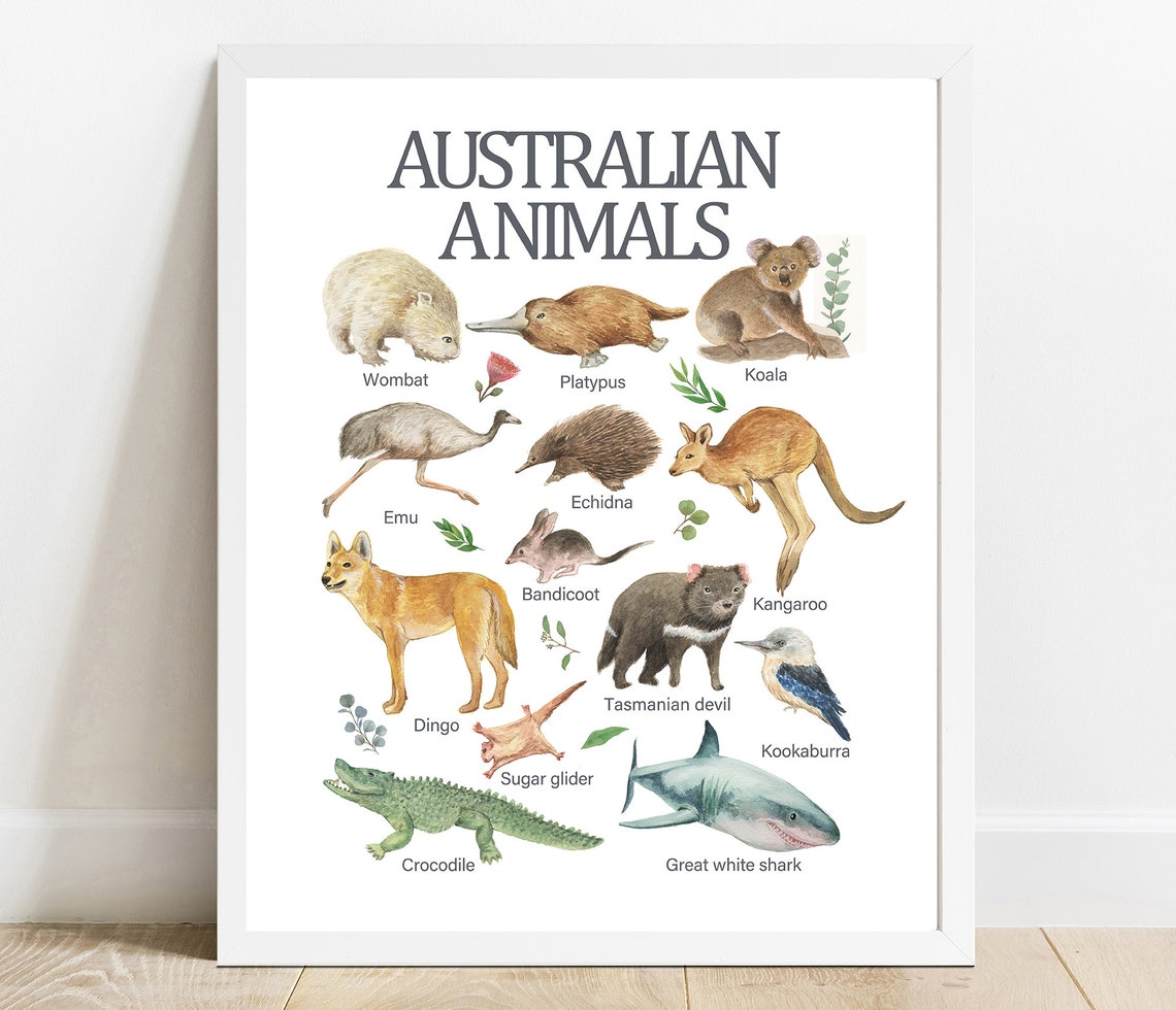 Australian Animals Watercolor Print Educational Nursery Decor