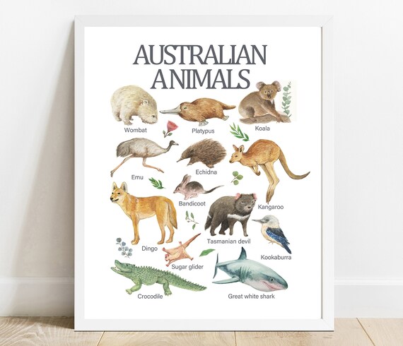 Australian Animals Watercolor Chart Fourteen Species Nursery Poster