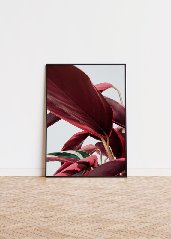 Red Calathea Leaves Botanical Photography Minimalist Plant Print Art