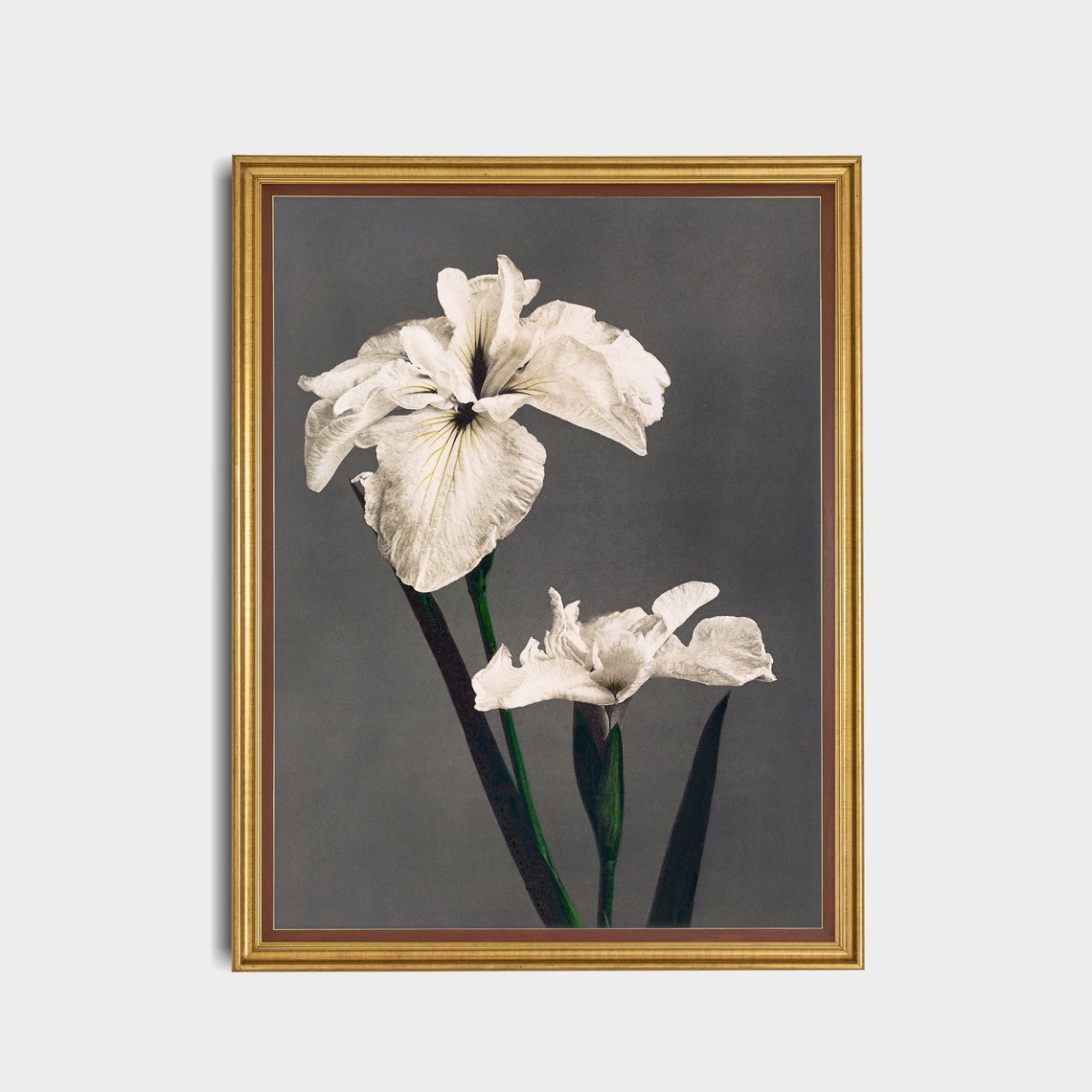 White Iris Flowers Against a Dark Background Vintage Botanical Poster - Image 5