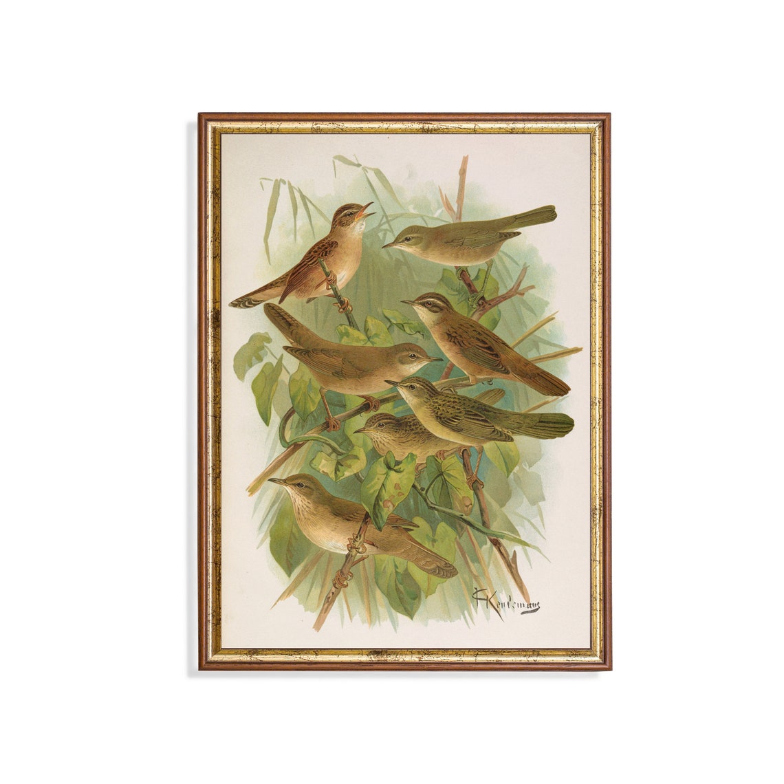 Antique Naturalist Study of Seven Small Brown Songbirds Poster