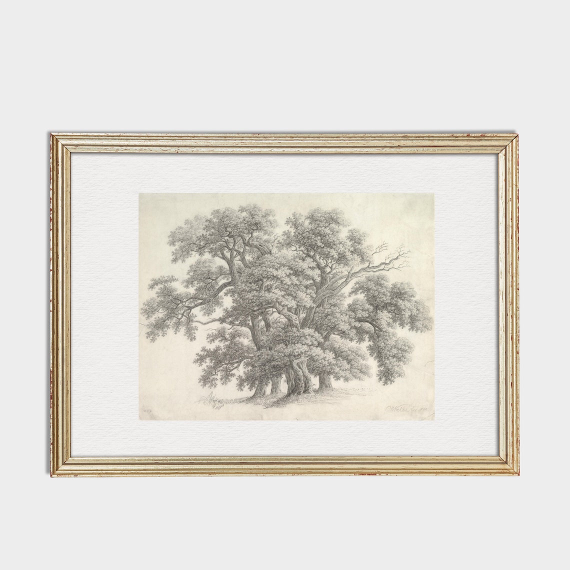 Old Oak Trees Pencil Sketch Antique Botanical Tree Drawing Wall Art - Image 2