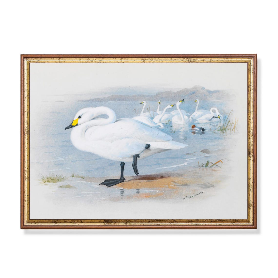 Graceful White Swans at a Misty Lakeshore Vintage Bird Poster