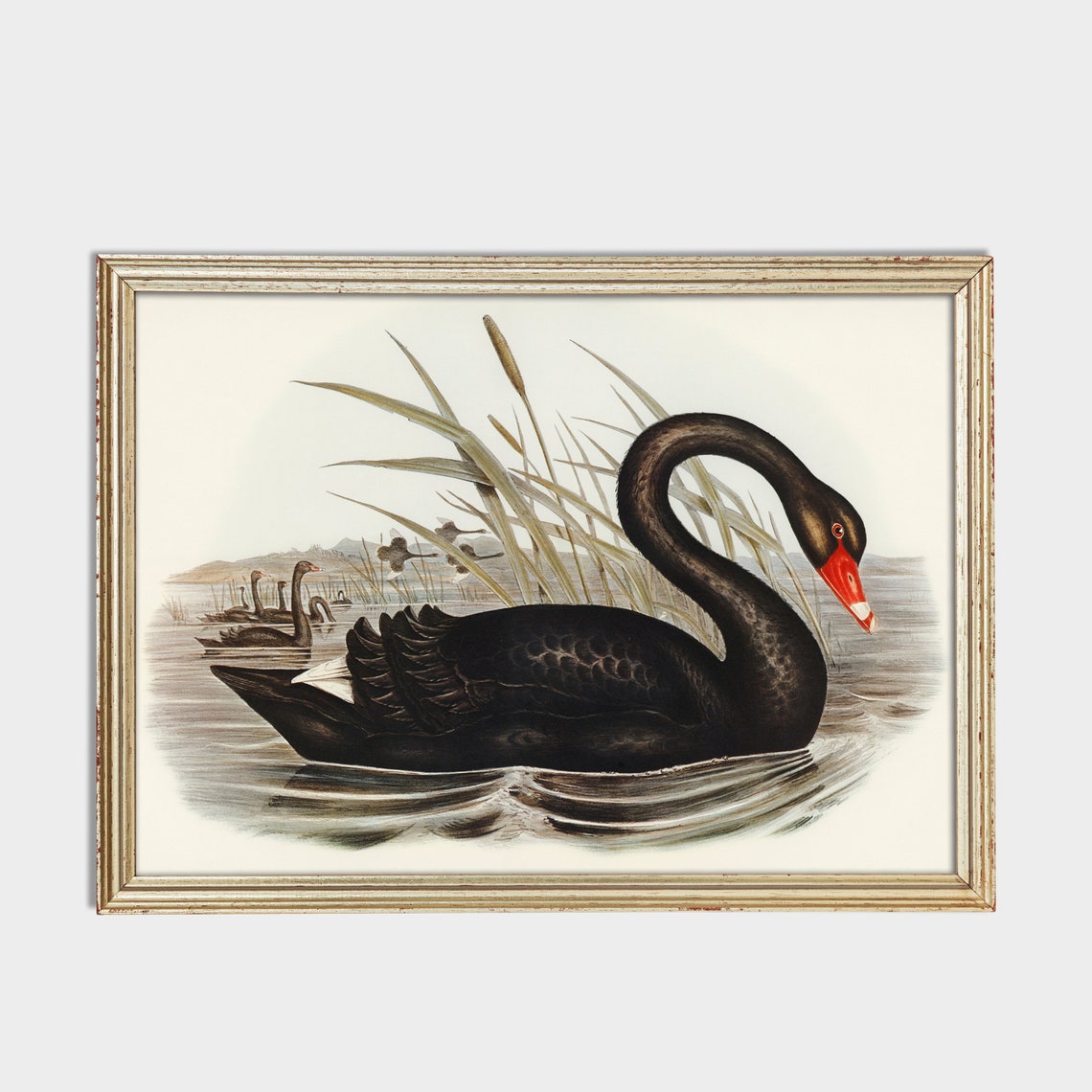 Black Swan with Red Beak Among Reeds Vintage Bird Lithograph Poster - Image 2