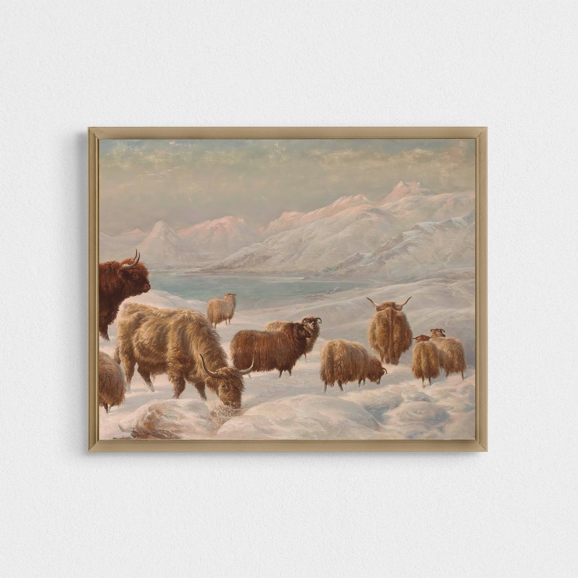 Highland Cattle Herd Grazing in Snowy Mountain Pasture Poster - Image 2