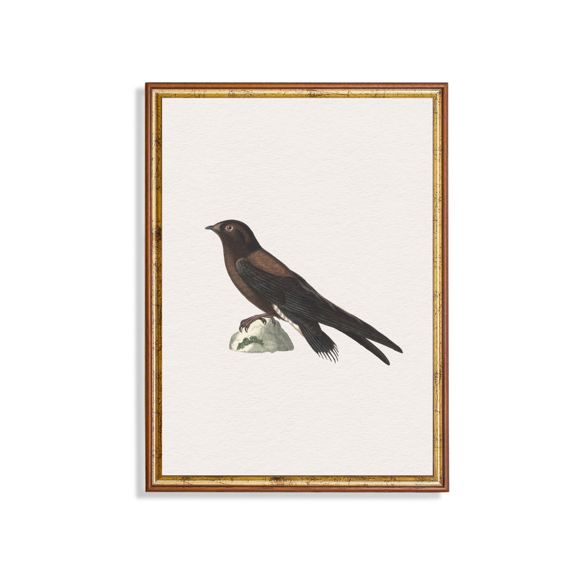 Dark Blackbird Perched on a Rock Vintage Bird Illustration Art Poster