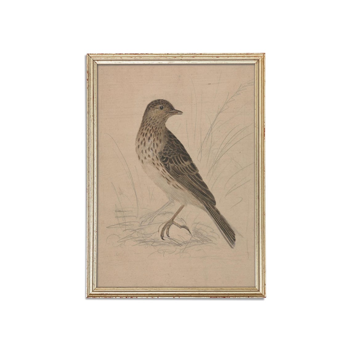 Speckled Songbird Standing in Grass Vintage Naturalist Sketch Poster - Image 3