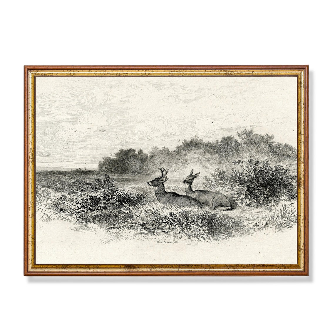 Karl Bodmer Deer Engraving Stag and Doe Antique Wildlife Study Poster