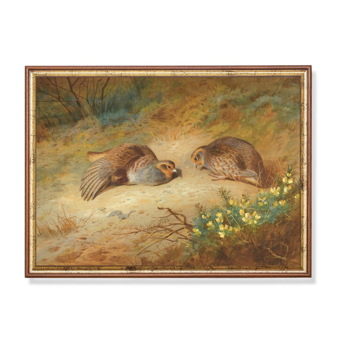 Pair Of Grey Partridges Resting In A Field Vintage Bird Poster