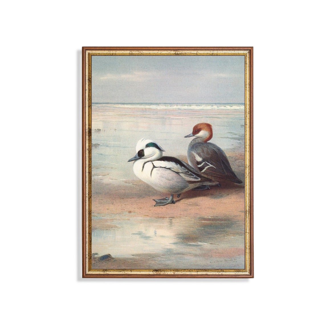 Pair of Smew Ducks Standing at the Waterline on a Beach Poster