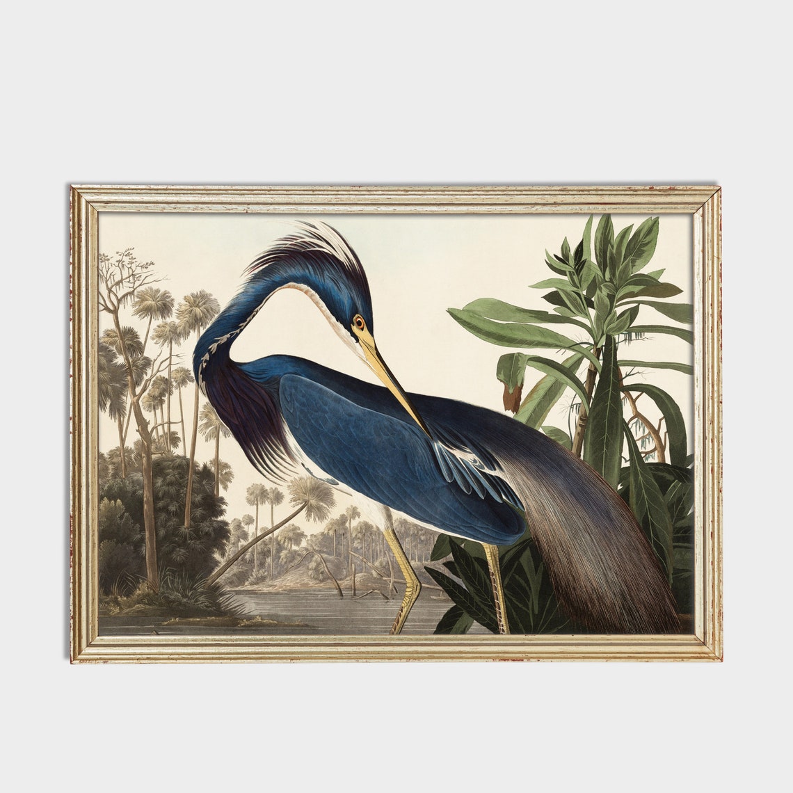 Vintage Louisiana Heron Natural History Bird Illustration Art Poster - Image 2