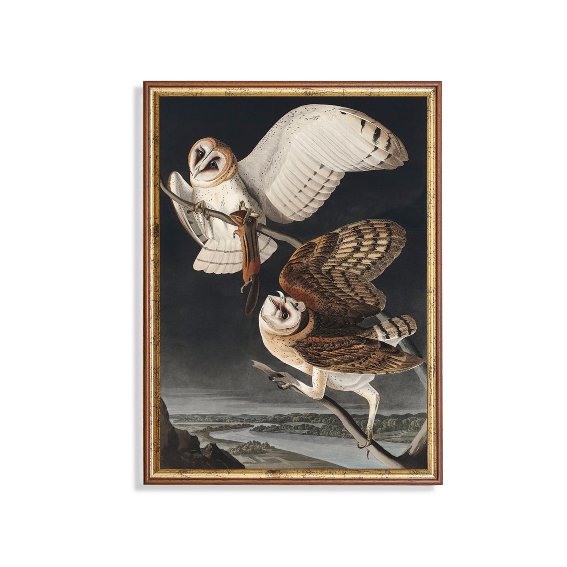John James Audubon Barn Owl Natural History Illustration Poster